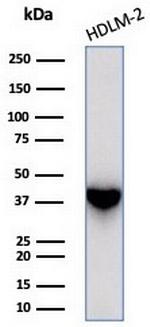 STING1/TMEM173 Antibody in Western Blot (WB)