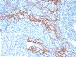 STING1/TMEM173 Antibody in Immunohistochemistry (Paraffin) (IHC (P))