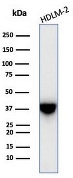 STING1/TMEM173 Antibody in Western Blot (WB)