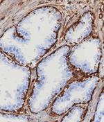 STING1/TMEM173 Antibody in Immunohistochemistry (Paraffin) (IHC (P))