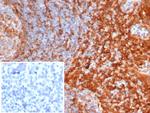 STING1/TMEM173 Antibody in Immunohistochemistry (Paraffin) (IHC (P))