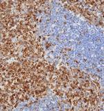 STING1/TMEM173 Antibody in Immunohistochemistry (Paraffin) (IHC (P))