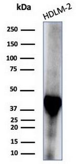 STING1/TMEM173 Antibody in Western Blot (WB)