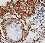 STING1/TMEM173 Antibody in Immunohistochemistry (Paraffin) (IHC (P))