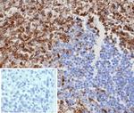 STING1/TMEM173 Antibody in Immunohistochemistry (Paraffin) (IHC (P))