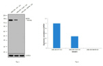 NEFM Antibody in Western Blot (WB)