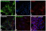 NEFM Antibody in Immunocytochemistry (ICC/IF)