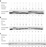 NEDD8 Antibody in Western Blot (WB)