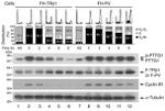 Securin Antibody in Western Blot (WB)