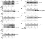 Securin Antibody in Western Blot (WB)