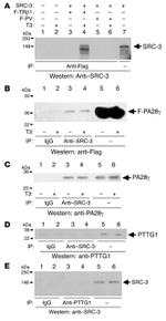 PSME3 Antibody in Western Blot (WB)