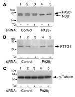 PSME3 Antibody in Western Blot (WB)