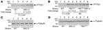 Securin Antibody in Western Blot (WB)