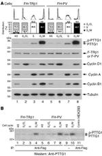 Securin Antibody in Western Blot (WB)