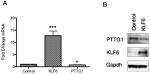 Securin Antibody in Western Blot (WB)