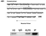 Securin Antibody in ChIP Assay (ChIP)