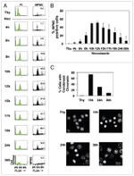 Securin Antibody in Western Blot (WB)