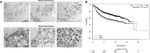 Securin Antibody in Immunohistochemistry (IHC)