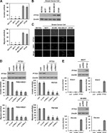 Securin Antibody in Western Blot, Immunocytochemistry (WB, ICC/IF)