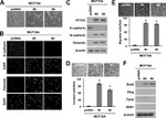 Securin Antibody in Immunocytochemistry (ICC/IF)