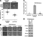 Securin Antibody in Flow Cytometry (Flow)