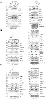 FBXO5 Antibody in Western Blot (WB)