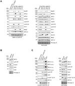 FBXO5 Antibody in Western Blot (WB)