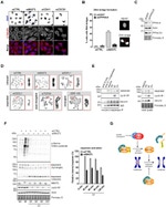 Securin Antibody in Western Blot (WB)