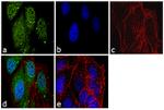 Securin Antibody in Immunocytochemistry (ICC/IF)