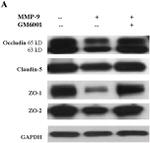 ZO-1 Antibody