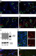 Claudin 4 Antibody in Western Blot, Immunohistochemistry (WB, IHC)