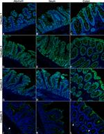 Claudin 3 Antibody in Immunohistochemistry (IHC)