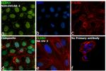 Claudin 3 Antibody in Immunocytochemistry (ICC/IF)