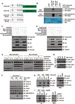 FZR1 Antibody in Western Blot (WB)