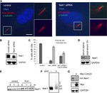 FZR1 Antibody in Western Blot (WB)