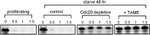 FZR1 Antibody in Western Blot (WB)