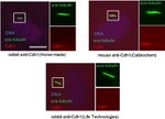 FZR1 Antibody in Immunocytochemistry (ICC/IF)