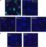 FZR1 Antibody in Immunocytochemistry (ICC/IF)