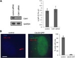 FZR1 Antibody in Western Blot (WB)