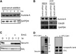 FZR1 Antibody in Western Blot (WB)