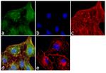 Ephrin A1 Antibody in Immunocytochemistry (ICC/IF)