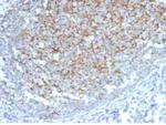 Interferon alpha Antibody in Immunohistochemistry (Paraffin) (IHC (P))