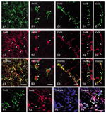 Connexin 32 Antibody in Immunohistochemistry (Frozen) (IHC (F))