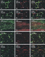 Connexin 43 Antibody in Immunohistochemistry (IHC)