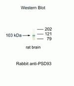 PSD93 Antibody in Western Blot (WB)