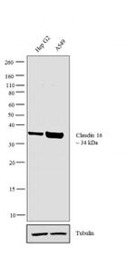 Claudin 16 Antibody in Western Blot (WB)