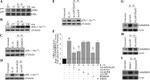 CD147 Antibody in Western Blot (WB)