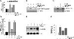 CD147 Antibody in Western Blot (WB)