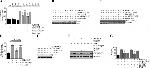 CD147 Antibody in Western Blot (WB)