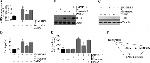 CD147 Antibody in Western Blot (WB)